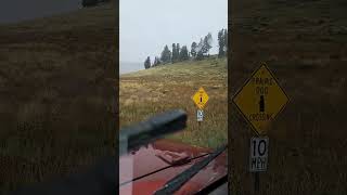 Prarie dog crossing in a volcano newmexico [upl. by Underwood]