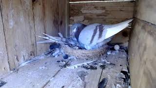 LIVE Baby Pigeons [upl. by Fariss]