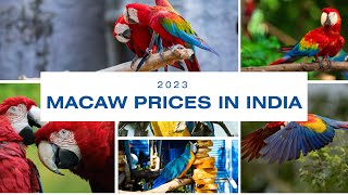 Macaw Prices in India Revealed Most popular Blue Gold Macaw and Green Wing Macaw [upl. by Adams]