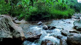 ASMR River Flowing Through Forest  Natural Water Sounds for Stress Relief [upl. by Rochkind]