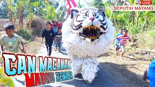 FULLKIRAB CAN MACANAN KEJAR BOCIL  MAONG REMAJA LIVE SEPUTIH MAYANG  LION DANCE [upl. by Asylla]