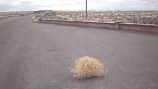 Tumbleweed in Slow Motion  P4060382 [upl. by Grady521]