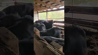 Dinner cows farming agriculture fun fyp shorts [upl. by Ahsocin]