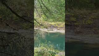 Cowichan River at Skutz Falls entrance [upl. by Aryn572]