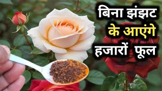 बिना झंझट के आएंगे गुलाब पर हजारों फूल Rose plant careRose plant ke liye homemade fertilizer [upl. by Knowle308]