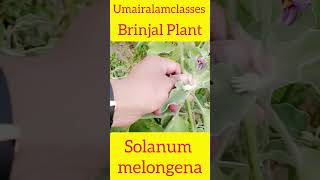 Solanum melongenabotany biology taxonomic trending 🔥🔥🔥 [upl. by Gnuhn]