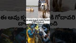 cow crosses the Godavari to the temple of Krishnashortsfeed hanumangod avtelugutalks [upl. by Atteuqahs305]