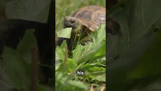 Meet Jonathan The 190YearOld Tortoise [upl. by Aliwt526]