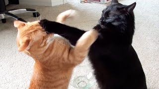 EPIC Cat Fight Compilation  Cole and Marmalade [upl. by Reitrac860]