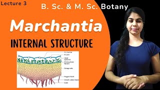 Marchantia  Internal Structure  in Hindi  Botany  B Sc amp M Sc [upl. by Onahpets]