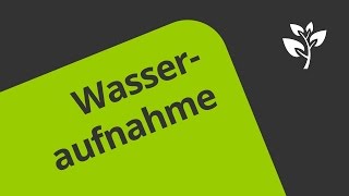 Wasseraufnahme und Wassertransport  wie funktionieren diese Prozesse  Biologie [upl. by Ellives]