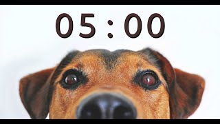 5 Minute Timer for School and Homework  Dog Bark Alarm Sound [upl. by Reniti106]