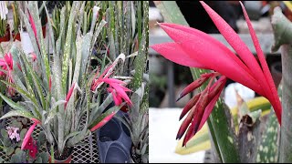 Bromeliad Care and Bloom Guide [upl. by Patterman]