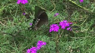 Butterfly🦋 Sipping Sweetness Butterflies and Honey in the Garden Butterflies Amidst Honey Blooms [upl. by Ard]