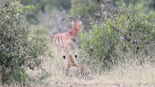 The ISLAND Female and her CUB Both GOWRIE Males [upl. by Liss]