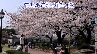 横浜水道記念館の桜 [upl. by Ylenaj623]