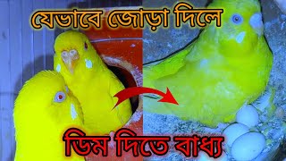 বাজরিগার পাখি জোড়া দেওয়ার দারুণ কৌশল। পাখি ডিম দিতে বাধ্য। [upl. by Pavyer902]