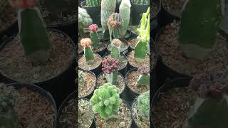 ক্যাকটাস cactus shortsfeed [upl. by Horacio362]