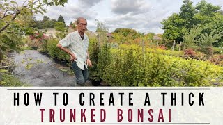 Creating A Thick Trunked Bonsai [upl. by Thain]