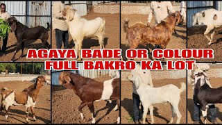 Agaya New Lot Bade Bade ColourFull Bakro Ka Agwan Goat Farm Bhiwandi Padgha [upl. by Otanutrof]