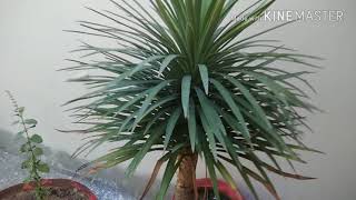 Yucca plant overview [upl. by Eirellam]