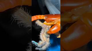 Giant Centipede ATE MY TARANTULA 😐 [upl. by Conrade]