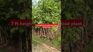 Red Sandalwood Plant Red Sandalwood Tree Lal Chandan Ke Paudheredsandalwoodtree [upl. by Oakes]