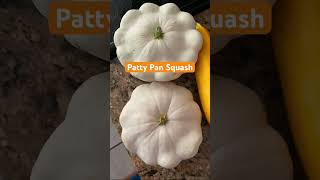 White Patty Pan Squash fall garden gardening shorts fyp [upl. by Yroger]