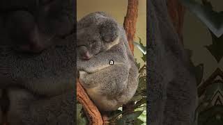 What Makes Koalas So Special Fun Facts [upl. by Sane675]