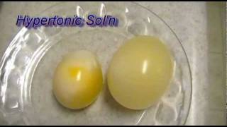 Egg Osmosis Hypertonic vs Hypotonic Solution [upl. by Safir]