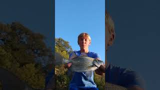 Pb white bass also caught a walleye smallmouth largemouth and yellow bass [upl. by Azriel]