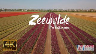 Zeewolde  Flevoland Netherlands Drone Video in 4K [upl. by Sirtemed113]