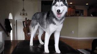 Mishka the Talking Huskys 400th Video [upl. by Brittani]