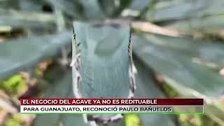 El negocio del agave ya no es redituable para Guanajuato [upl. by Illek]