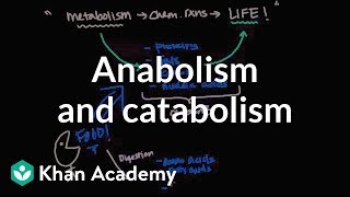 Overview of metabolism Anabolism and catabolism  Biomolecules  MCAT  Khan Academy [upl. by Castara]