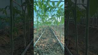 Tomato pruning speedup gardaning viralvideo urbanfarming music song gardening agriculture [upl. by Milstone942]