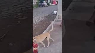 Unbelievable Abandoned Dogs love for his homeless owner adopteddog helpdogrescues doglover [upl. by Tterraj]