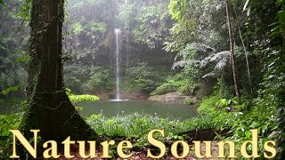 Relax 3 Minutes  Rainforest Animals Waterfall and Rain Sounds [upl. by Delia719]