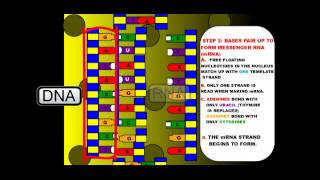 Protein Synthesis and Mutations [upl. by Adriana]