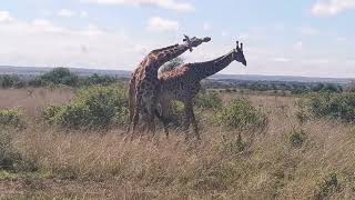 The Masai giraffe in Nairobi National Park Kenya [upl. by Ashmead]