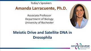 Meiotic Drive and Satellite DNA in Drosophila  Amanda Larracuente  March 9 2022 [upl. by Amitak]