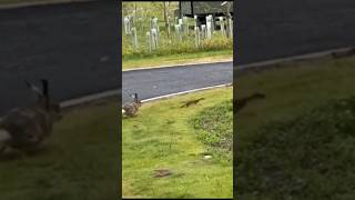 Hare chases Stoat wildanimals wildlife hares stoat [upl. by Shulamith912]