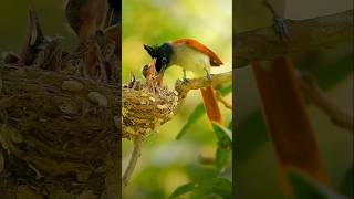 The Nightingale Family A Legacy of Extraordinary Wildlife Experiences nightinglefamily nightingle [upl. by Anahsat948]