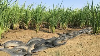 Wow Amazing A Fisherman Found A Lot of Catfish at Rice field in Dry Season  Traditional fishing [upl. by Kreindler]