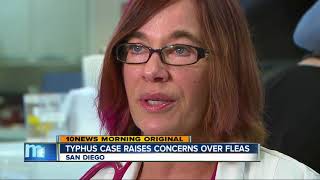 Typhus case raises concerns over fleas in San Diego [upl. by Som295]