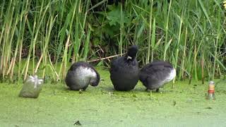 Coots Preening 20240526 [upl. by Piotr]