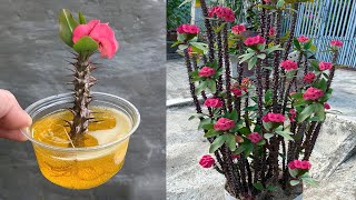 Its great to propagate Euphorbia milii using this little known trick [upl. by Enaj]