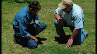 How To Identify And Control Summer Weeds [upl. by Fitalludba]