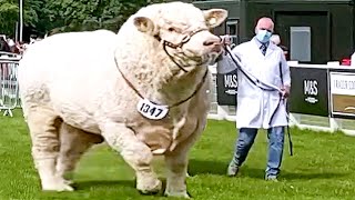 Champion Bulls of Different Breeds at Royal Highland Show 2021 [upl. by Haikan]