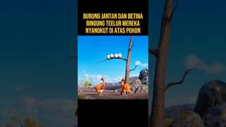 BURUNG JANTAN INI KABUR MENINGGALKAN TELUR DAN ISTRINYA alurceritaflim film [upl. by Ahseekan152]